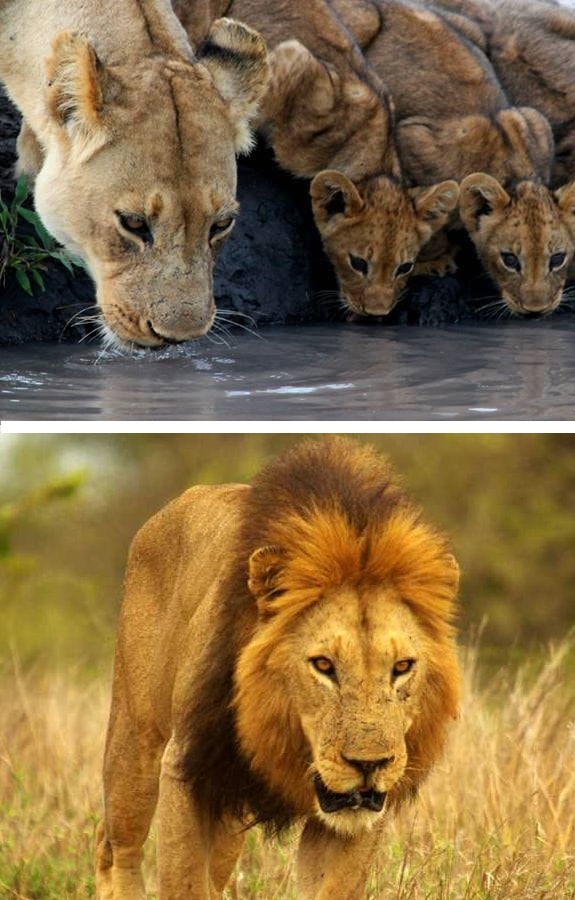 lion safari park tours